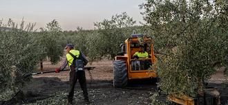 Abrimos actuaciones de oficio para evaluar la atención residencial a temporeros en la campaña de la aceituna en la provincia de Jaén