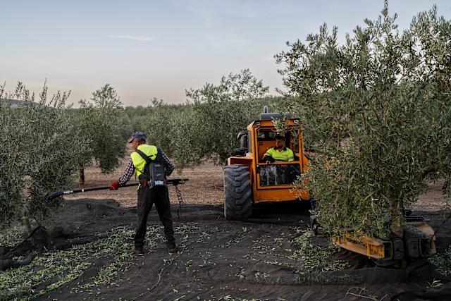 Abrimos actuaciones de oficio para evaluar la atención residencial a temporeros en la campaña de la aceituna en la provincia de Jaén